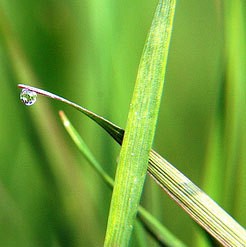 Wheatgerm Carrier Oil