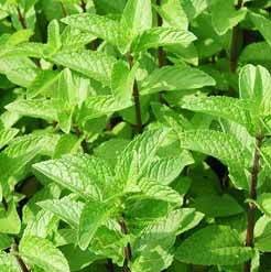 Spearmint Oil