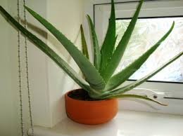 Aloe Vera Plants