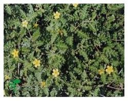 Tribulus Terrestris