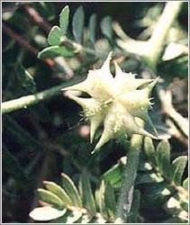 Tribulus Terrestris