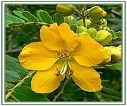 Cassia Angustifolia