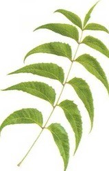 Neem Products