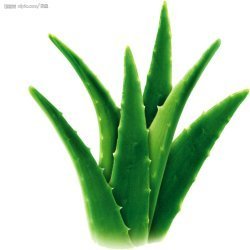 Aloe Vera Oil