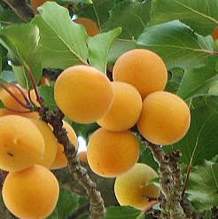 Apricot Oil