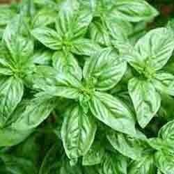 Basil Oil