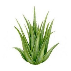 Aloe Vera Gel