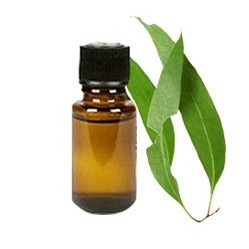 Eucalyptus Oil