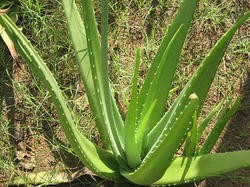 Aloe Vera