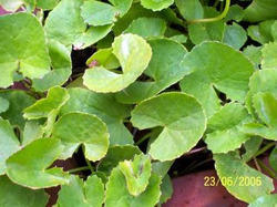 Centella Asiatica