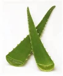 Aloe Vera Leaf