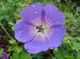 Geranium Oil