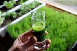 Wheatgrass