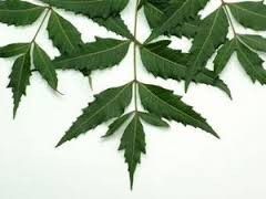 Neem Leaves