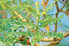 Boswellia Serrata