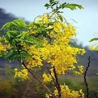 Cassia Angustifolia