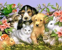 Pet Care Products