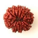 Rudraksha Beads