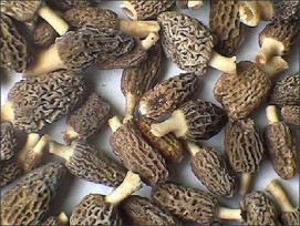 Dry Morels (Morchella/ Guchhi) Dry Wild Black Mushroom