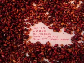 Anardana  ( Dry wild sour pomegranate seeds)