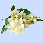 Jasmine Oil