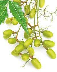 neem seeds