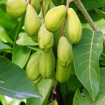 Terminalia Chebula Extract