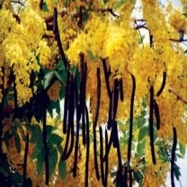 Amaltas Extract