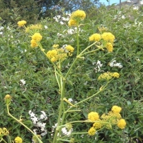 Asafoetida Extract