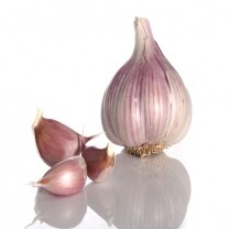 Garlic Extracts