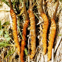 Cordyceps Sinensis Extracts