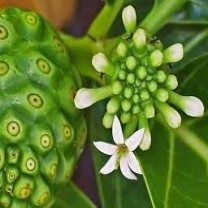 Noni Extract