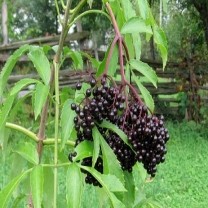 Elderberry Extract