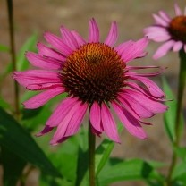 Echinacea Purpurea Extract