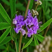 Vitex Agnus Extract