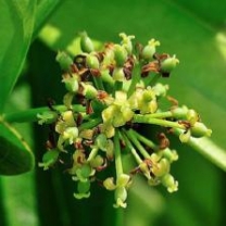 Cissus Quadrangularis Extract