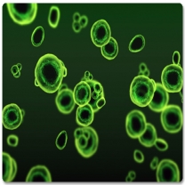 Chlorella Extract