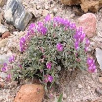 Astragalus Extract