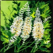 Black Cohosh