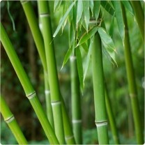 Bamboo Extract