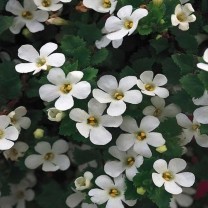 Bacopa Monari Exxtract