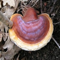 Ganoderma Extract