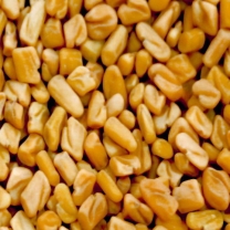 Fenugreek Extract