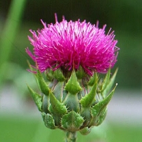 Milk Thistle Etract