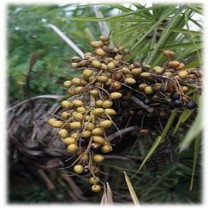 Saw Palmetto Extract