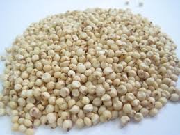 Sorghum