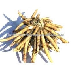 Safed Musli Extracts (Asparagus Adscendens)