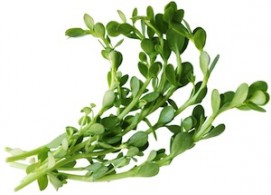 Brahmi Extracts (Bacopa Monnieri)