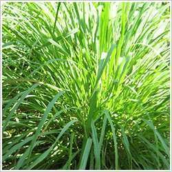 Citronella Oil