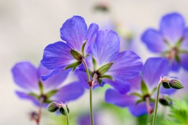 Geranium oil